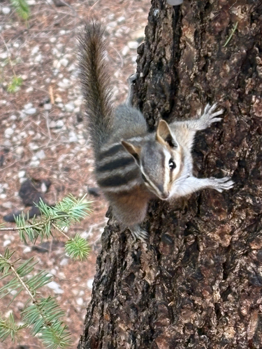 Gray-footed Chipmunk observed by nelson