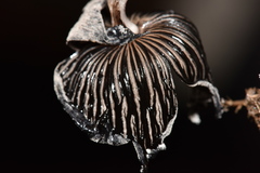 Coprinopsis pseudonivea