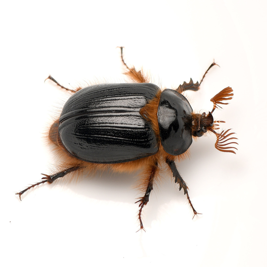 Pleocoma dubitabilis