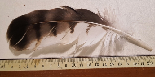 Plume de Buse pattue