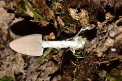 Coprinopsis pseudonivea
