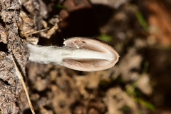Coprinopsis pseudonivea