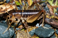 Hemiandrus pallitarsis