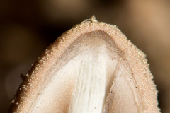 Coprinopsis pseudonivea