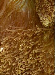 Stichodactyla mertensii