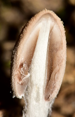 Coprinopsis pseudonivea