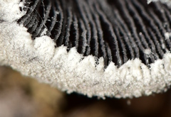 Coprinopsis pseudonivea