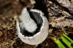 Coprinopsis pseudonivea