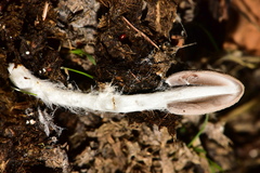 Coprinopsis pseudonivea