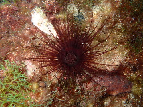 Photo of Giant Med cerianthid (Pachycerianthus dohrni)