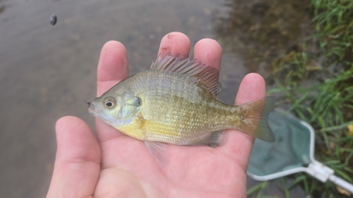 Bluegill