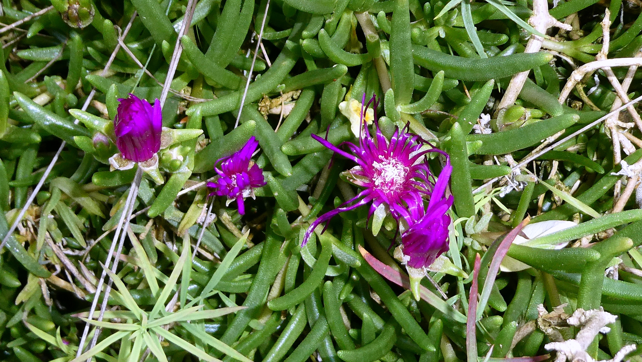Pink Trailing Iceplant (Delosperma cooperi)
