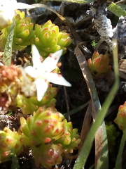 Sedum liebmannianum