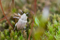 Tychius breviusculus