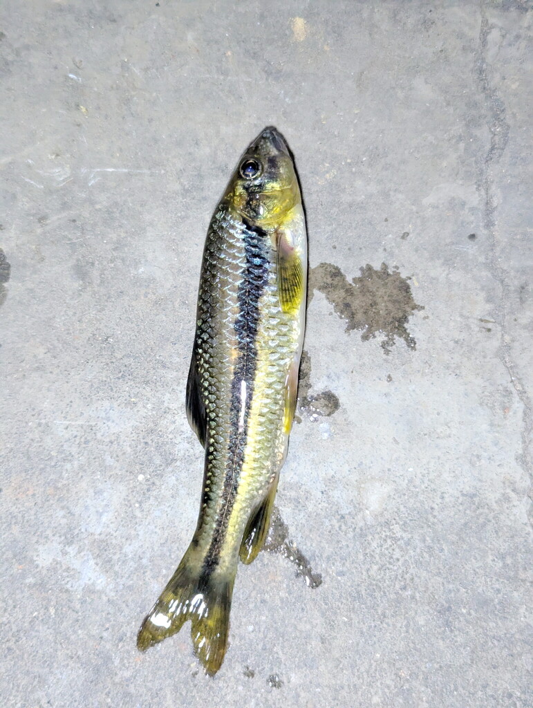 Striped barb (Acrossocheilus parallens) — Cyprinidae
