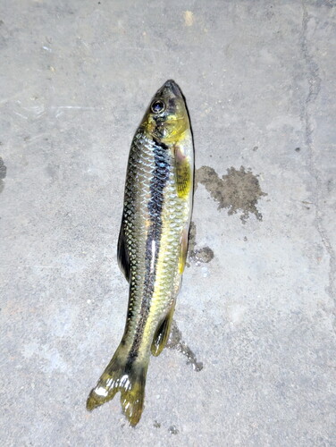 Striped barb (Acrossocheilus parallens) — Cyprinidae