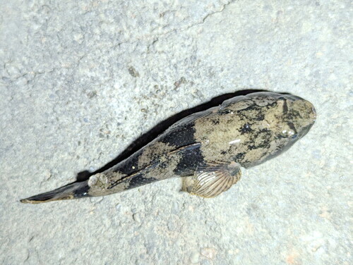 Freshwater sleeper (Odontobutis potamophila) — Odontobutidae — 3