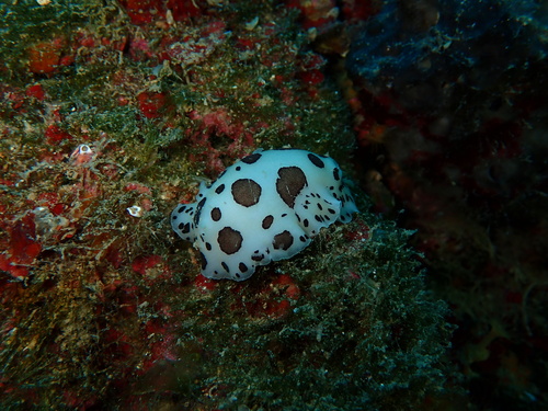 Peltodoris atromaculata