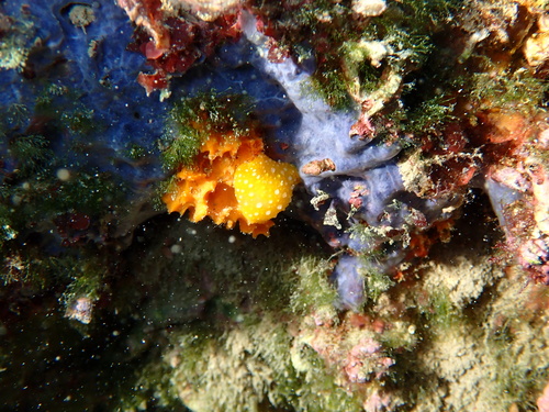 Phyllidia flava