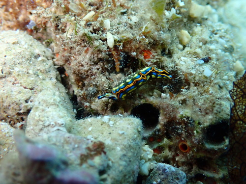 Thuridilla hopei