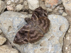 Ebrietas anacreon anacreon