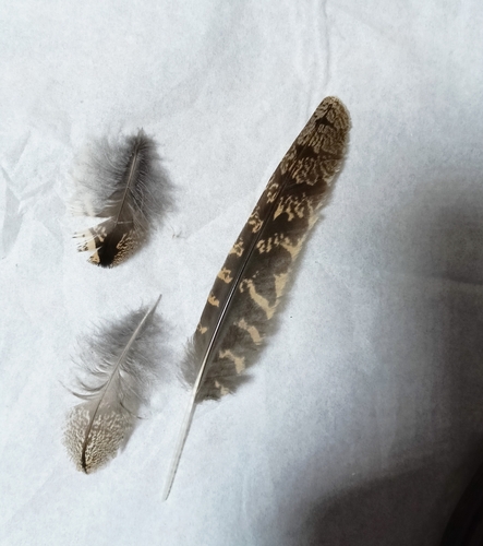 Plume de Engoulevent d'Europe
