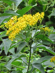 Verbesina oligantha