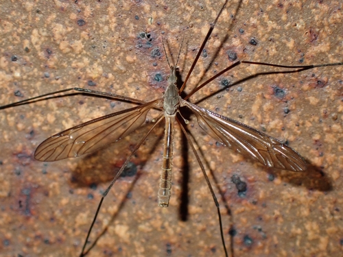 Unknown species found near Fifth by Northwest, Columbus, OH, USA
