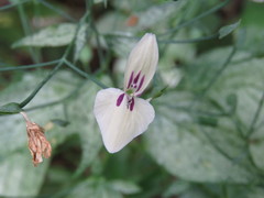 Dicliptera thlaspioides