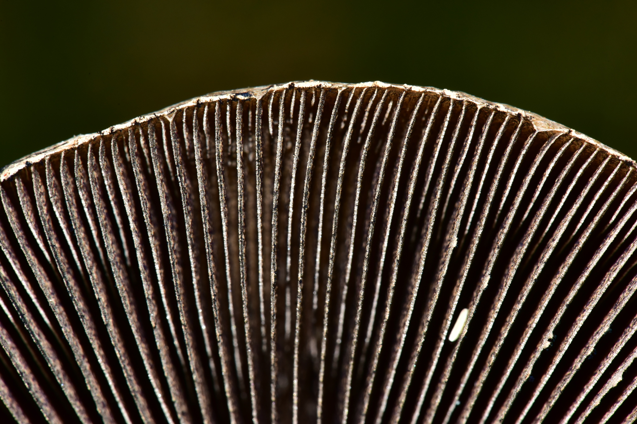 Panaeolus antillarum image