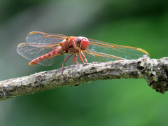 Orthemis nodiplaga