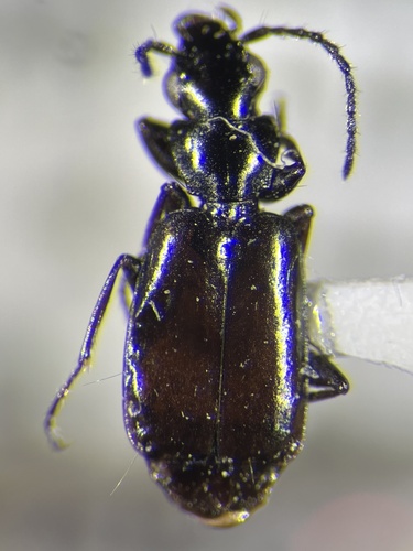 Microlestes nigrinus