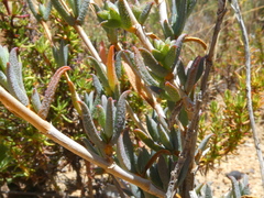 Erepsia ramosa