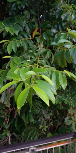 Erythroxylum cuneatum observed 2025-10-05