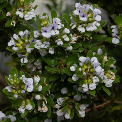 Psoralea obliqua