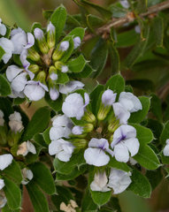 Psoralea obliqua