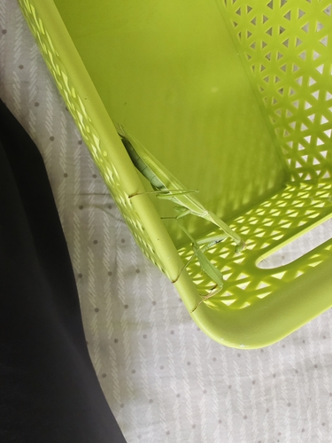 European Mantis