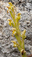 Disa comosa