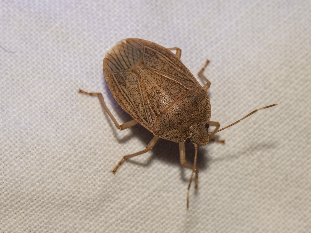 Caystrus langei