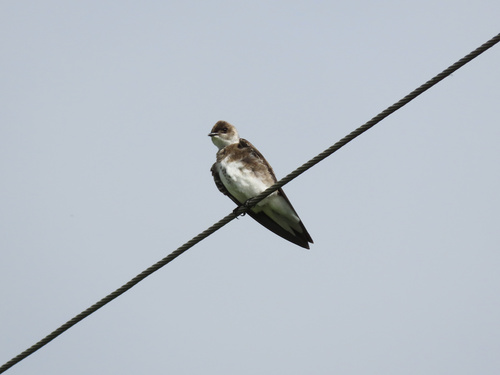 Brown-chested Martin (Progne tapera)