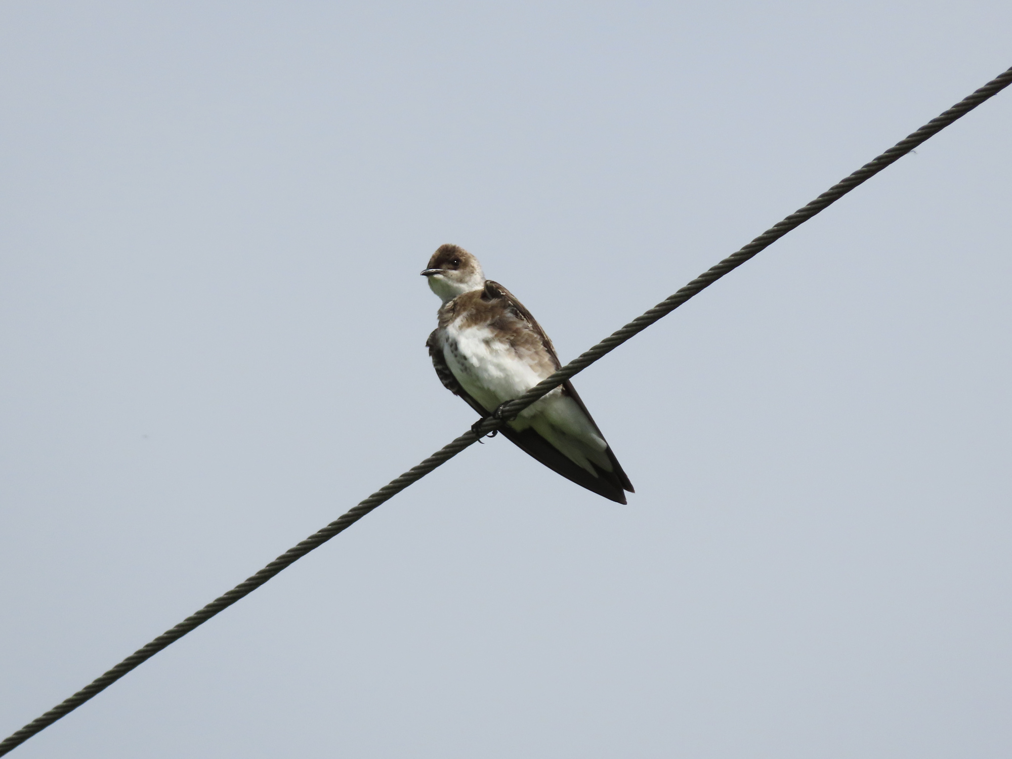 Brown-chested Martin (Progne tapera)
