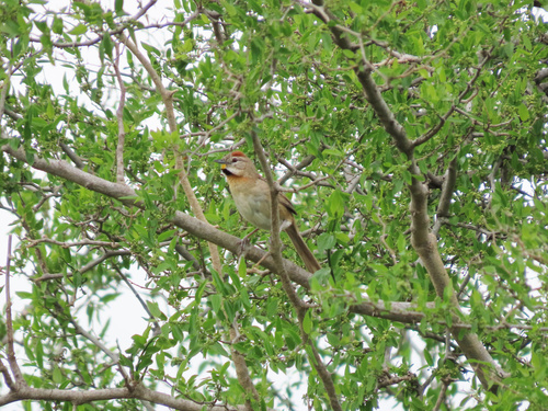 Weißwangen-Dickichtschlüpfer (Schoeniophylax phryganophilus)