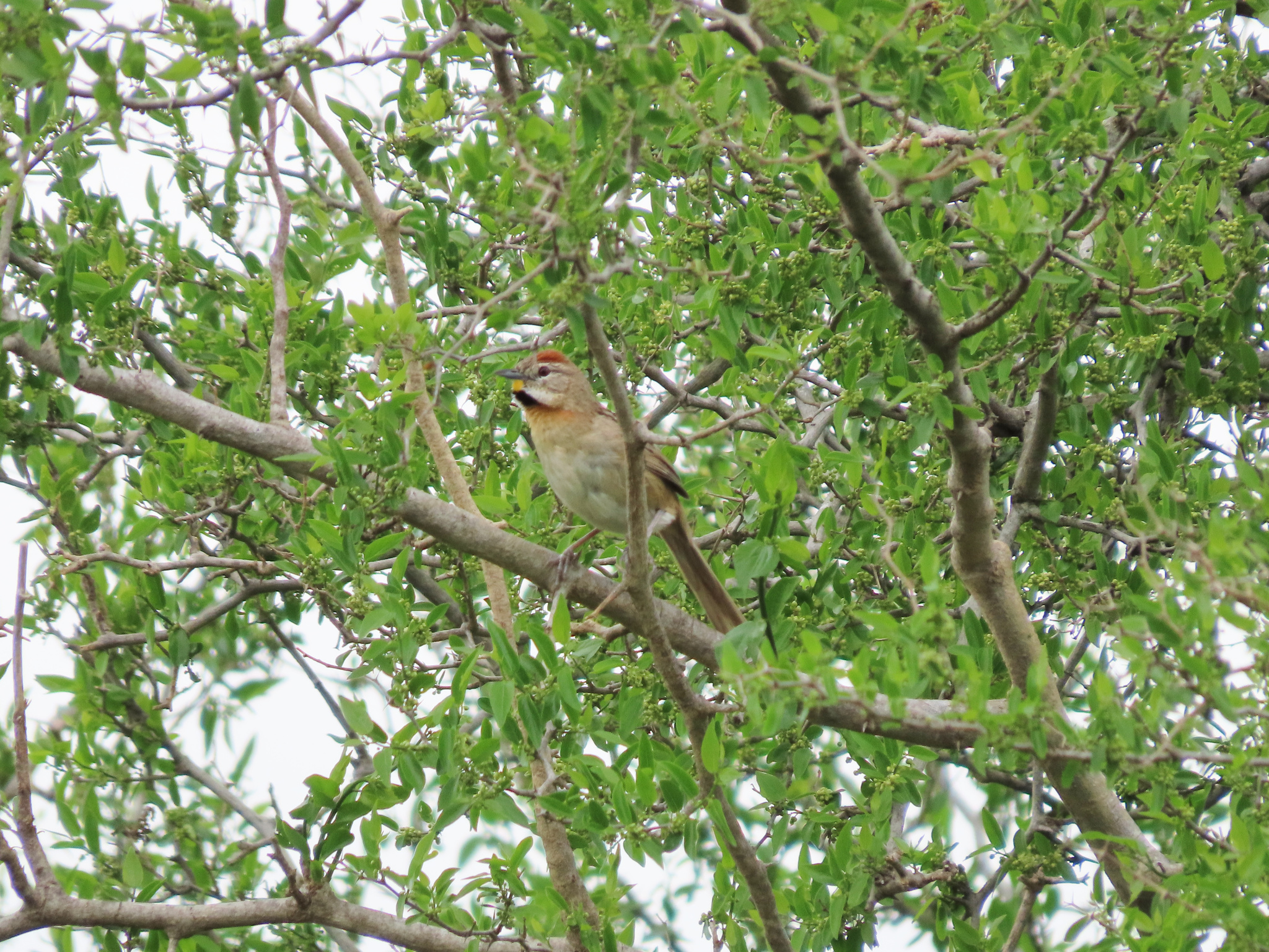Chotoy Spinetail (Schoeniophylax phryganophilus)