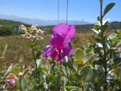 Podalyria variabilis