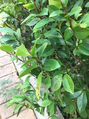Magnolia figo