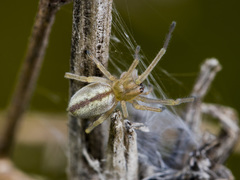 Cheiracanthium erraticum