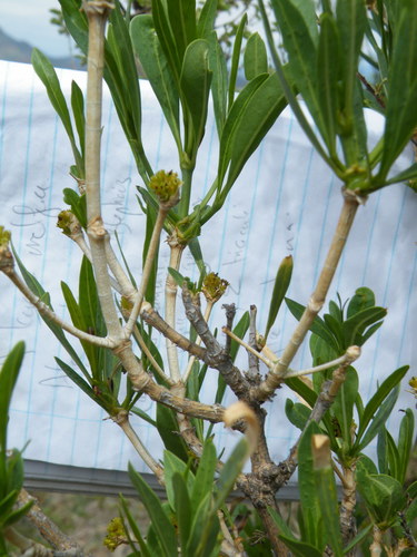 Image of Pavetta zeyheri by (c) Antoinette Eyssell Knox, some rights reserved (CC BY-SA)
