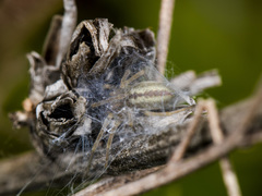 Cheiracanthium erraticum