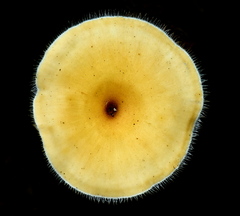 Lentinus flexipes