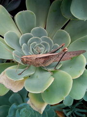 Schistocerca camerata